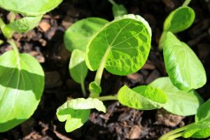 alternative-use-gutters-seedlings