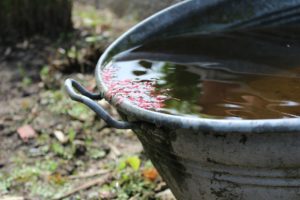 rainwater-collection