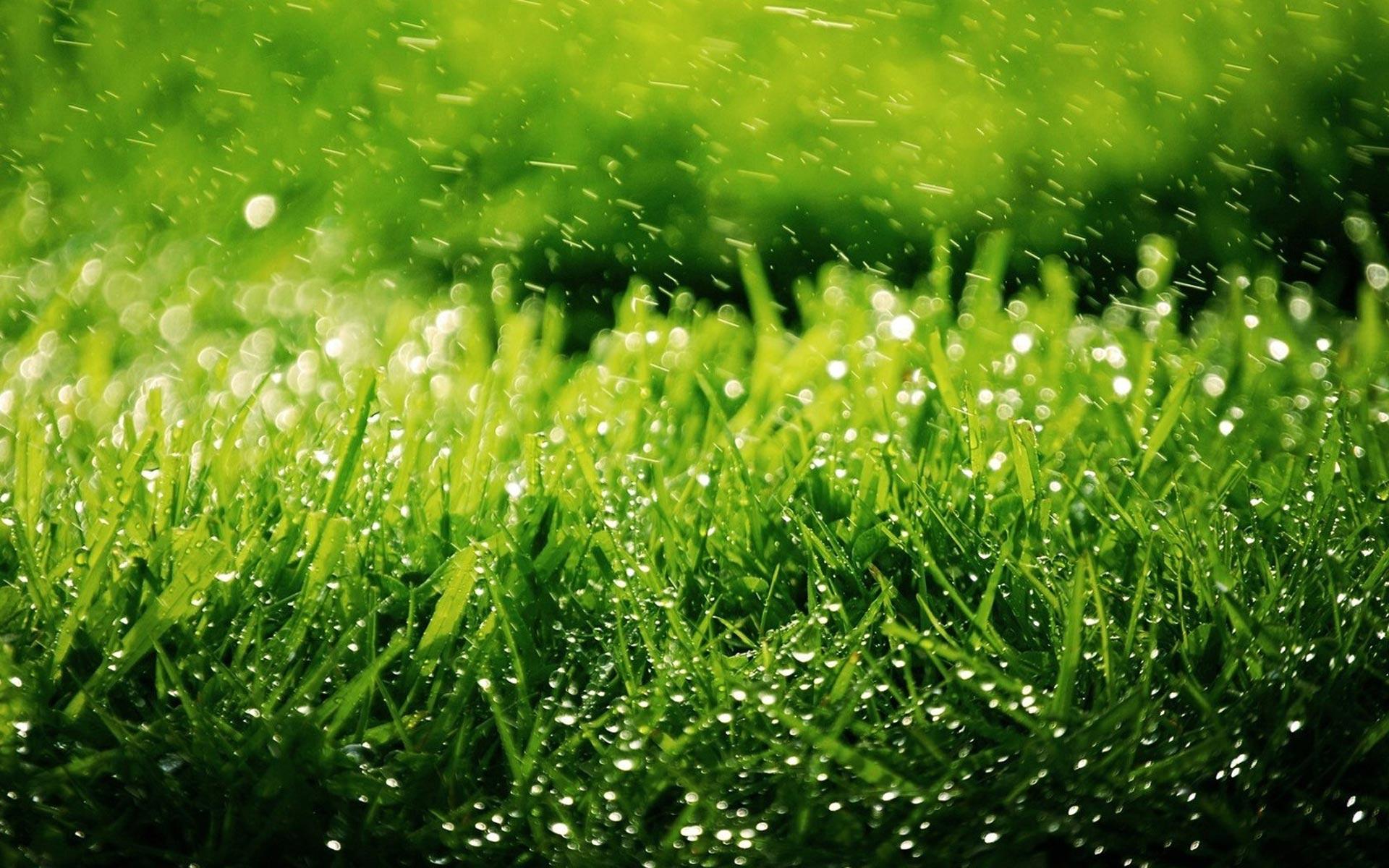 wet grass